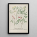 Phytanthoza iconographia Pl243 - Johann Wilhelm Weinmann — framed artwork on a wall
