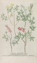 Phytanthoza iconographia Pl243 - Johann Wilhelm Weinmann — artwork view