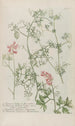 Phytanthoza iconographia Pl244 - Johann Wilhelm Weinmann — artwork view