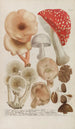 Phytanthoza iconographia Pl245 - Johann Wilhelm Weinmann — artwork view