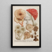 Phytanthoza iconographia Pl245 - Johann Wilhelm Weinmann — framed artwork on a wall