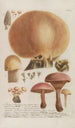 Phytanthoza iconographia Pl246 - Johann Wilhelm Weinmann — artwork view