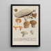 Phytanthoza iconographia Pl247 - Johann Wilhelm Weinmann — framed artwork on a wall