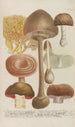 Phytanthoza iconographia Pl248 - Johann Wilhelm Weinmann — artwork view