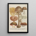 Phytanthoza iconographia Pl248 - Johann Wilhelm Weinmann — framed artwork on a wall