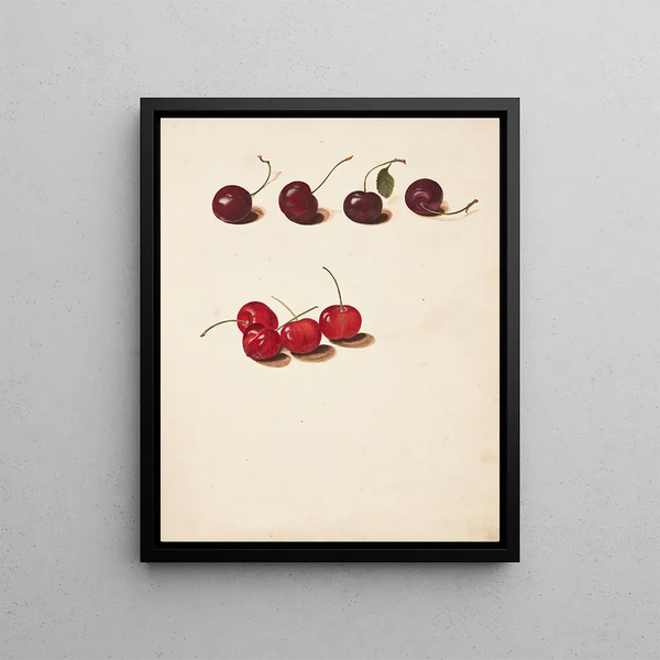 Study of cherry blossom - Johanna Fosie — framed artwork on a wall