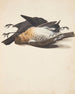Study of Two Dead Black Sun Male and Female Lying Down - Johanna Fosie — artwork view