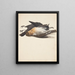 Study of Two Dead Black Sun Male and Female Lying Down - Johanna Fosie — framed artwork on a wall