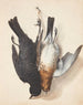 Study of two dead thrushes, male and female, hanging by a rope from a hook - Johanna Fosie — artwork view