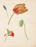 Study of tulips and other flowers - Johanna Fosie — artwork view