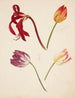 Study of Tulips - Johanna Fosie — artwork view