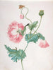 a poppy in three blooming stages with a chrysalis and a butterfly - Johanna Helena Graff — artwork view