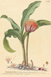 Haemanthus - Johannes Jacob Haid — artwork view