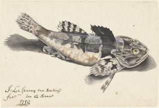 Johannes le Francq van Berkhey - Zeedonderpad.webp
