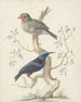 Brazil in Hummingbird - Johannes van Bronckhorst — artwork view