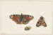 Night Butterfly and Bumblebee Painting - Johannes van Bronckhorst — artwork view