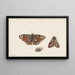 Night Butterfly and Bumblebee Painting - Johannes van Bronckhorst — framed artwork on a wall