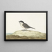 Mésange Nonette - Johannes van Bronckhorst — framed artwork on a wall