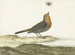 Red-breast Painting - Johannes van Bronckhorst — artwork view