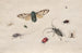Études d'insectes - Johannes van Bronckhorst — artwork view