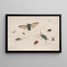 Études d'insectes - Johannes van Bronckhorst — framed artwork on a wall