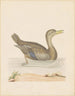 Duck Rouan - John Abbot — artwork view