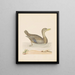 Duck Rouan - John Abbot — framed artwork on a wall