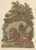The Lion - John Baptist Jackson — artwork view