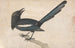 A Magpie - John Bewick — artwork view