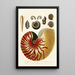 Encyclopaedia londinensis Conchyliologie Pl 01 - John Chapman — framed artwork on a wall