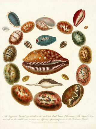 John Chapman - Encyclopaedia londinensis Conchology Pl 03.webp