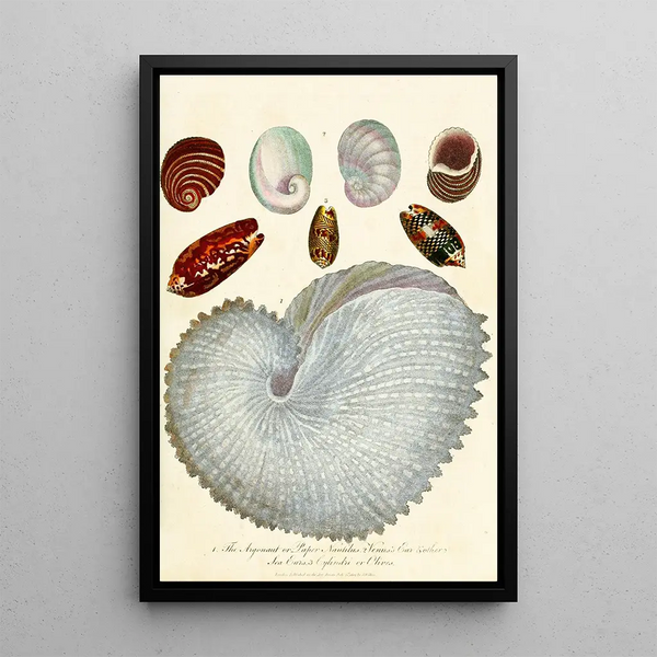 Encyclopaedia londinensis Conchyliologie Pl 04 - John Chapman — framed artwork on a wall