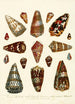 Encyclopaedia londinensis Conchyliologie Pl 05 - John Chapman — artwork view