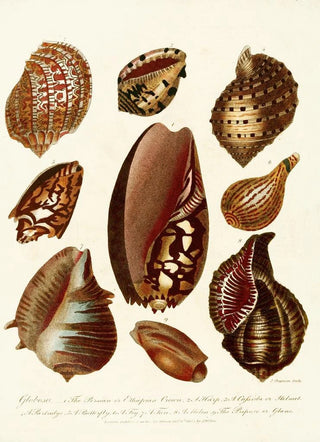John Chapman - Encyclopaedia londinensis Conchology Pl 07.webp