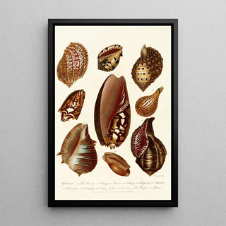 John Chapman - Encyclopaedia londinensis Conchology Pl 07.webp