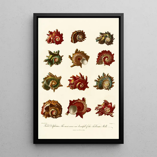 Encyclopaedia londinensis Conchyliologie Pl 10 - John Chapman — framed artwork on a wall