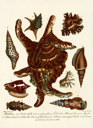 John Chapman - Encyclopaedia londinensis Conchology Pl 13.webp