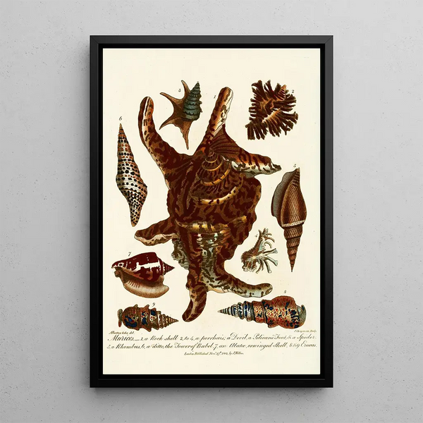 Encyclopaedia londinensis Conchyliologie Pl 13 - John Chapman — framed artwork on a wall