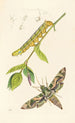 British Entomology Painting - John Curtis — artwork view
