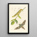 British Entomology Painting - John Curtis — framed artwork on a wall