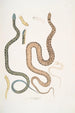 Bengalese Snake Painting Coluber Bengalensis 47 Mottled Snake Coluber rectangulus - John Edward Gray — artwork view