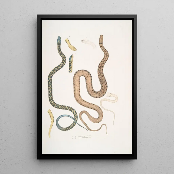 Bengalese Snake Painting Coluber Bengalensis 47 Mottled Snake Coluber rectangulus - John Edward Gray — framed artwork on a wall