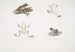 1a Toad tree frog Hyla maculata 2 2a Bengal frog Rana Bengalensis - John Edward Gray — artwork view