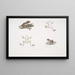 1a Toad tree frog Hyla maculata 2 2a Bengal frog Rana Bengalensis - John Edward Gray — framed artwork on a wall