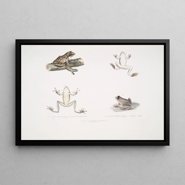 1a Toad tree frog Hyla maculata 2 2a Bengal frog Rana Bengalensis - John Edward Gray — framed artwork on a wall