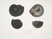 Ammonites népalensis, Ammonites wallichii, and Ammonites tenuistnata - John Edward Gray — artwork view