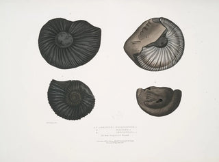 Ammonites népalensis, Ammonites wallichii, and Ammonites tenuistnata - John Edward Gray — artwork view