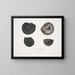 Ammonites népalensis, Ammonites wallichii, and Ammonites tenuistnata - John Edward Gray — framed artwork on a wall