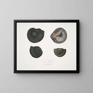 Ammonites népalensis, Ammonites wallichii, and Ammonites tenuistnata - John Edward Gray — framed artwork on a wall