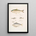 2 Indian Herring Clupea Indica 2 Herring with high back Chatoessus altus 3 4 Herring Motius Clupea Motius - John Edward Gray — framed artwork on a wall